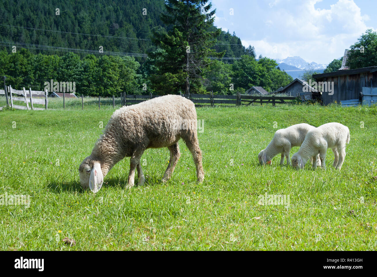 Sheep grazing in the meadows of Bavaria Stock Photo
