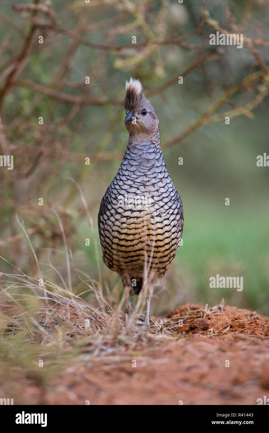 Blue scaled quail bird hi-res stock photography and images - Alamy