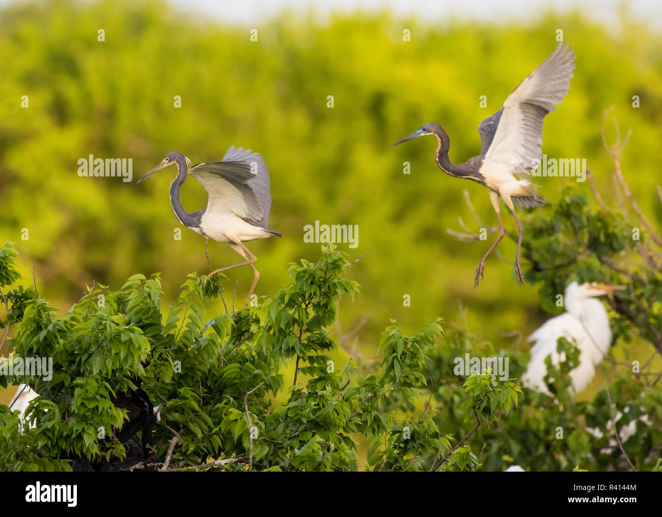 High island rookery hi-res stock photography and images - Alamy