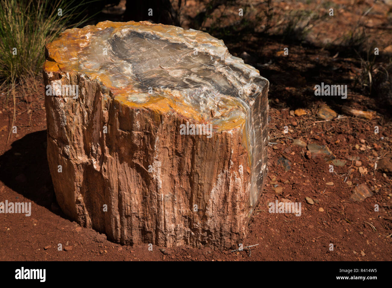 USA, Utah, Grand Staircase-Escalante National Monument. Petrified tree stump. Stock Photo