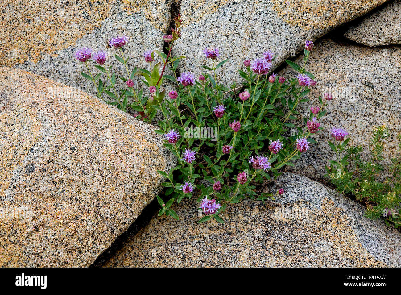 USA, Utah, Uinta-Wasatch-Cache National Forest, Mountain Monardella and granite Stock Photo