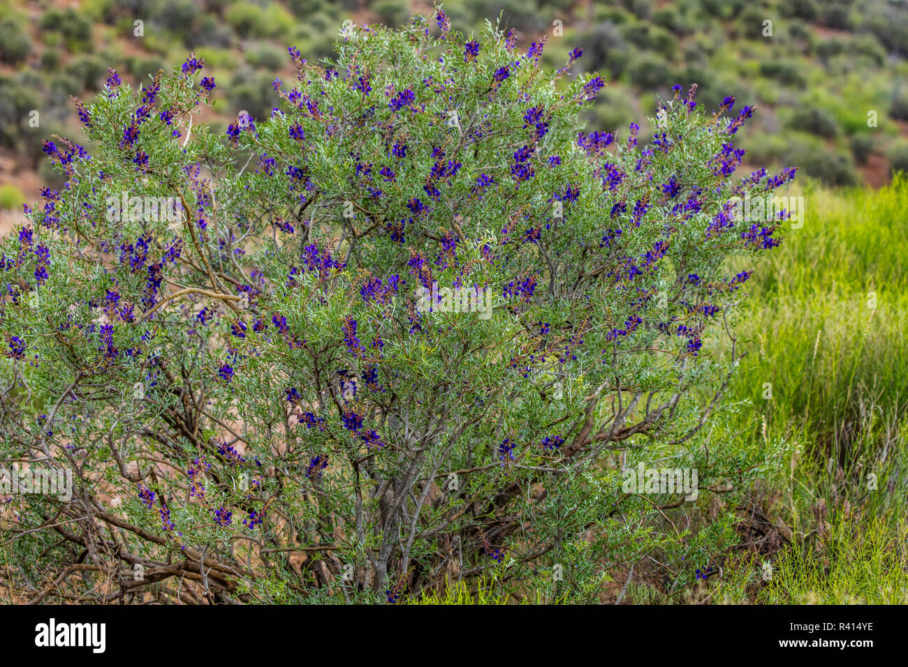 Desert sage in full bloom near Virgin, Utah, USA Stock Photo