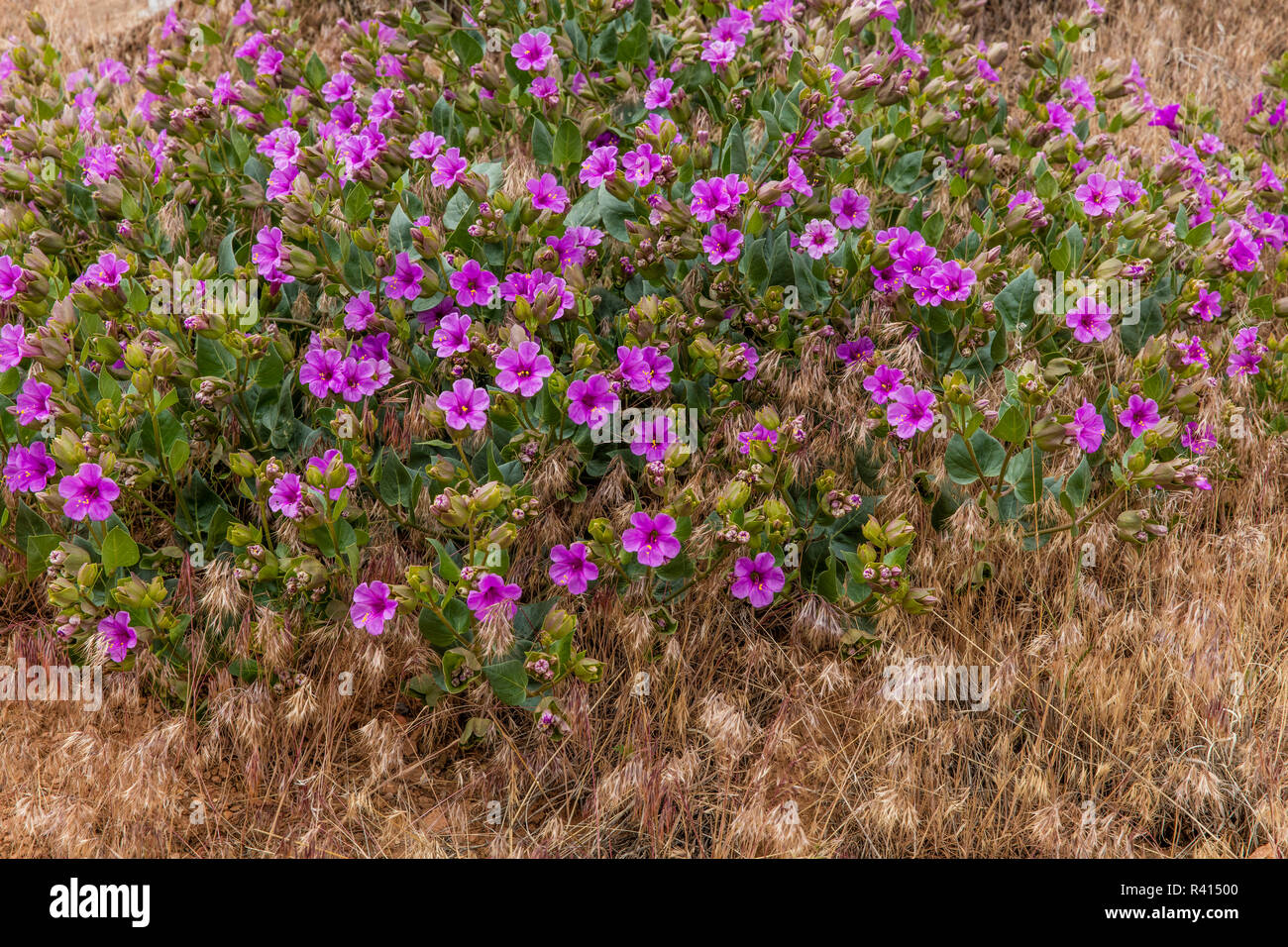 Showy four o clock hires stock photography and images Alamy