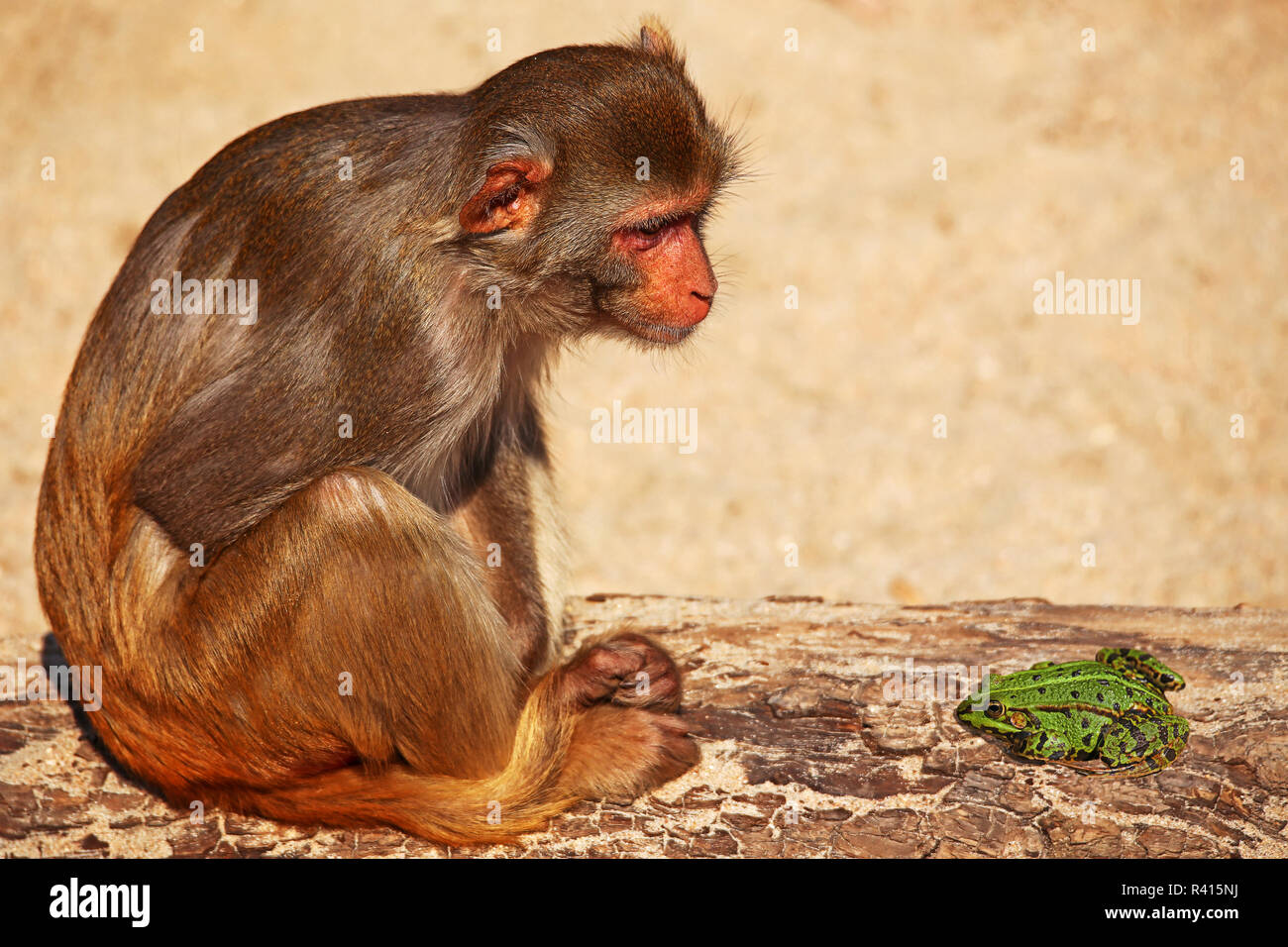 rhesus monkey macaca mulatta looks at pond frog pelophylax esculentus Stock Photo