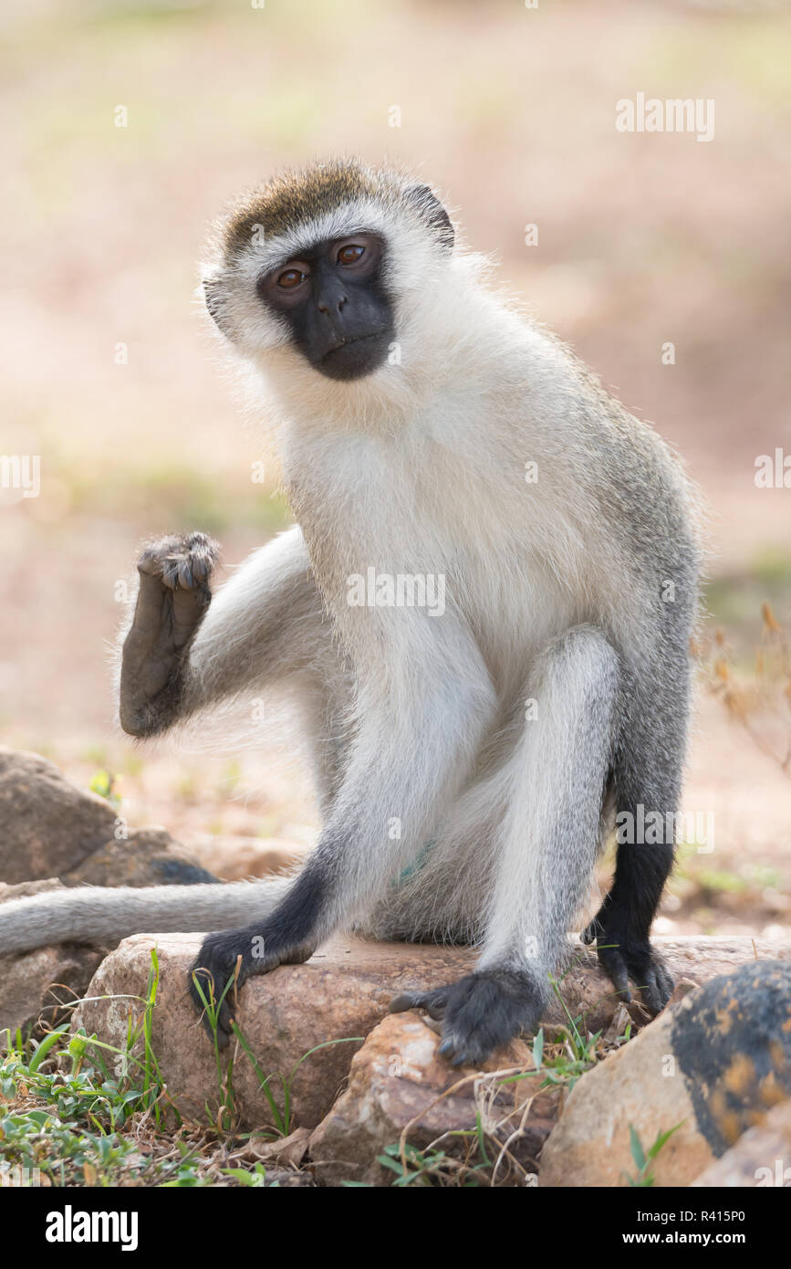 Male vervet monkey about to scratch himself Stock Photo - Alamy