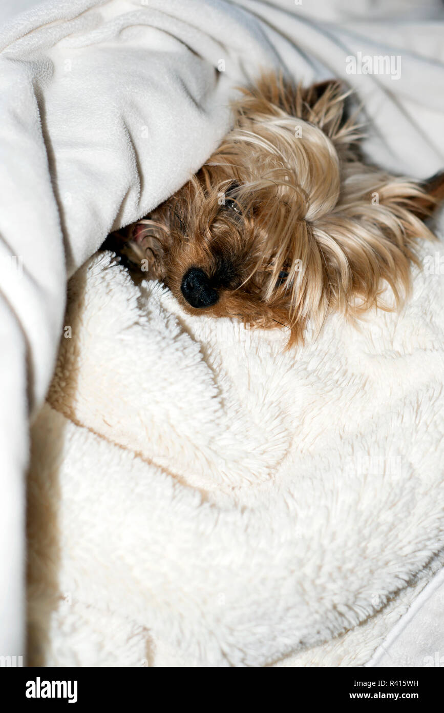 Yorkie sleeping in my bed sales