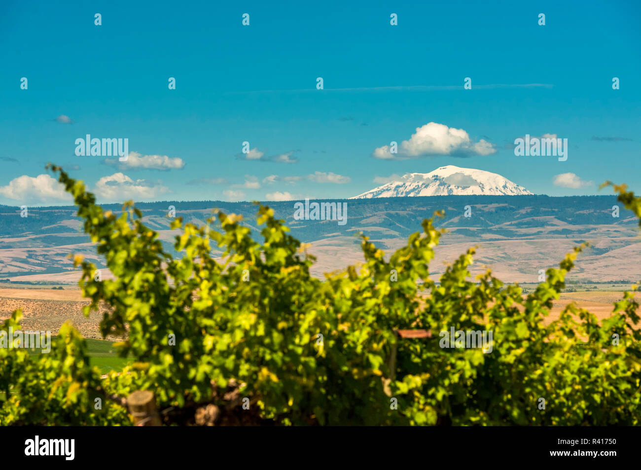 USA, Washington State, Yakima Valley. Mt. Adams overlooks Red Willow vineyards. Stock Photo