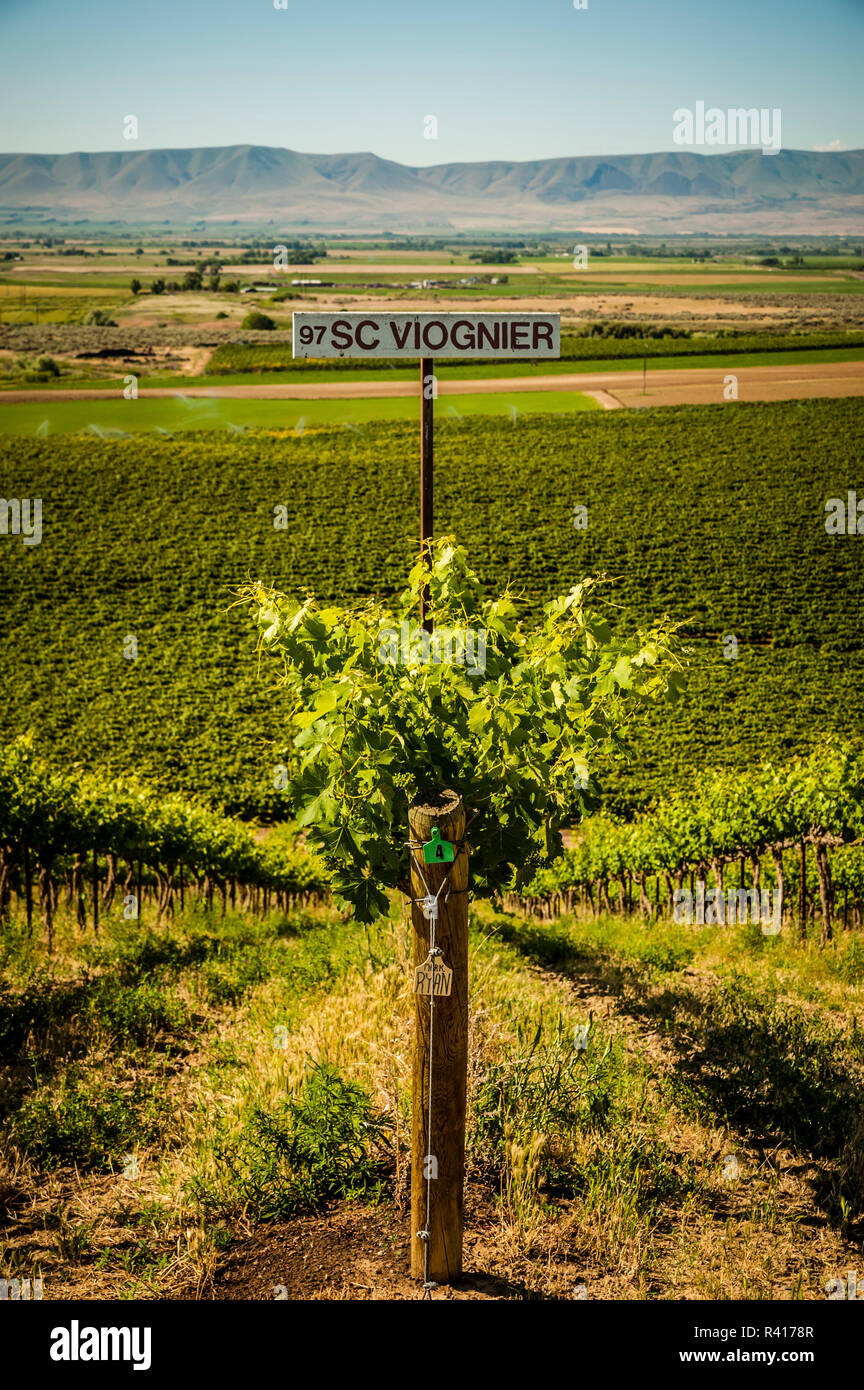 Red willow vineyard hires stock photography and images Alamy