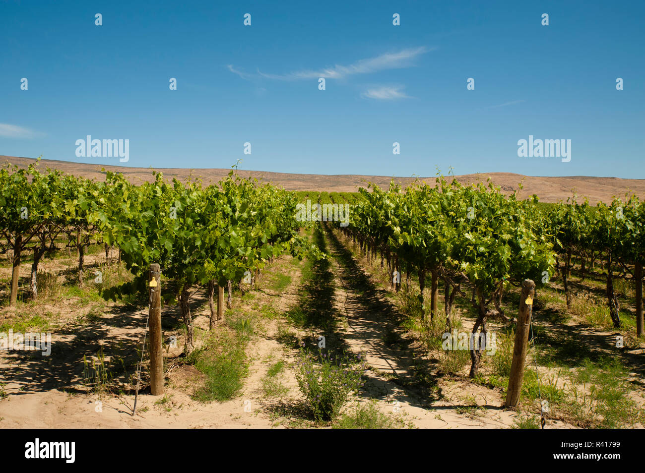 Red willow vineyard hires stock photography and images Alamy