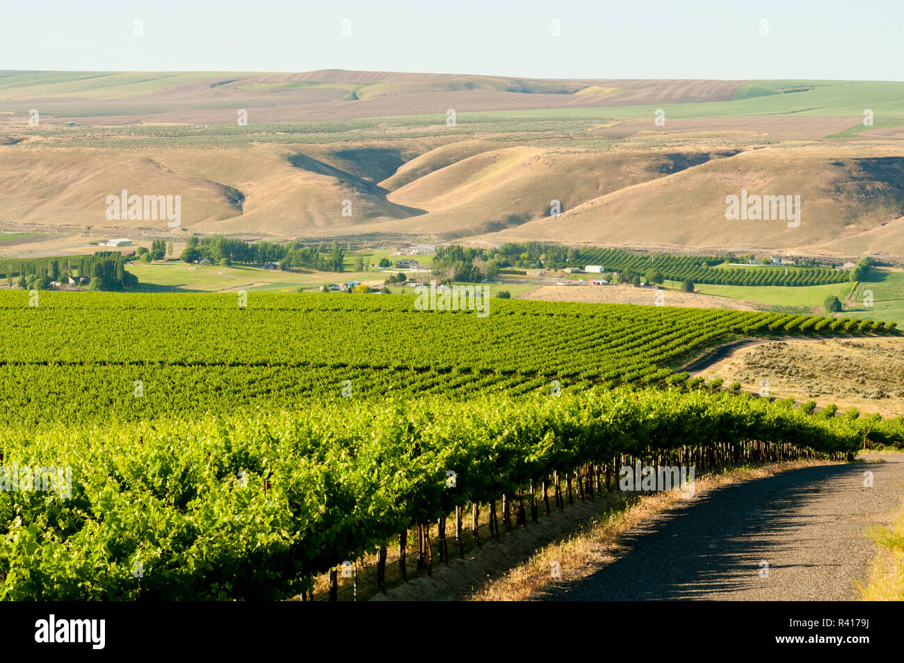 USA, Washington State, Richland. Goose Ridge vineyard at dawn Stock