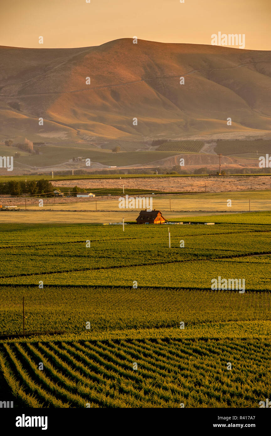 USA, Washington State, Red Mountain. Dusk on Red Mountain vineyards and DeLille winery. Stock Photo