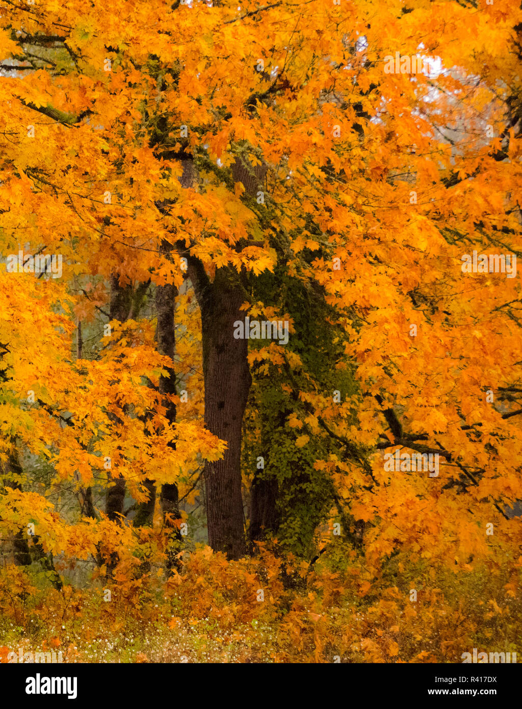 Fall Colors In Golden Leaves Of Bigleaf Maple Stock Photo Alamy