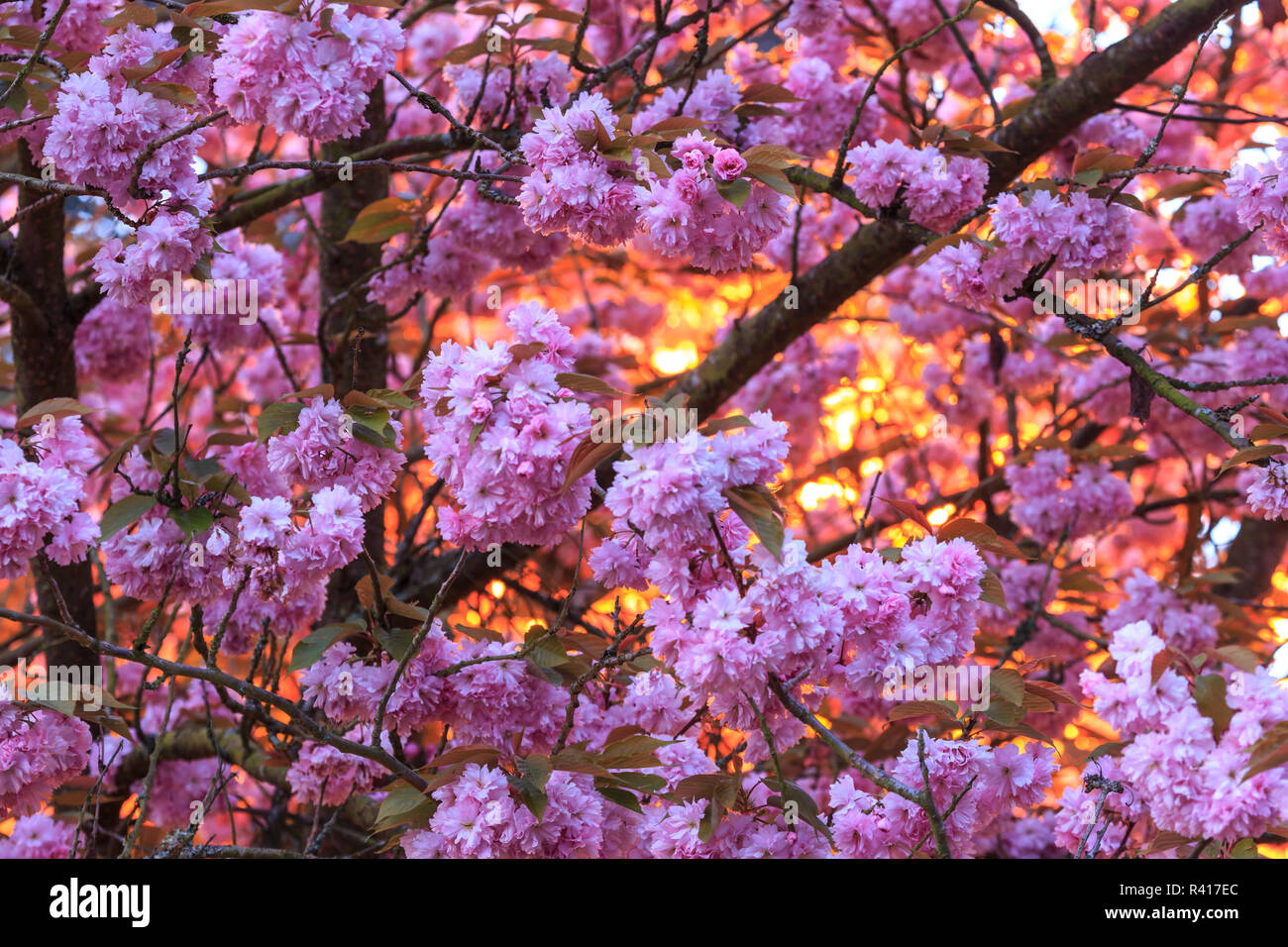 Cherry Blossoms in full bloom at Mill Creek, near Seattle, Washington