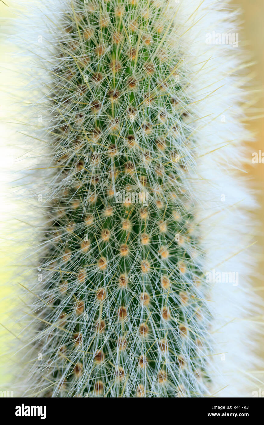 Silver Torch Cactus. Cleistocactus strausii. Native to Bolivia and Argentina. Cultivated in a garden in Seattle, Washington State. Stock Photo
