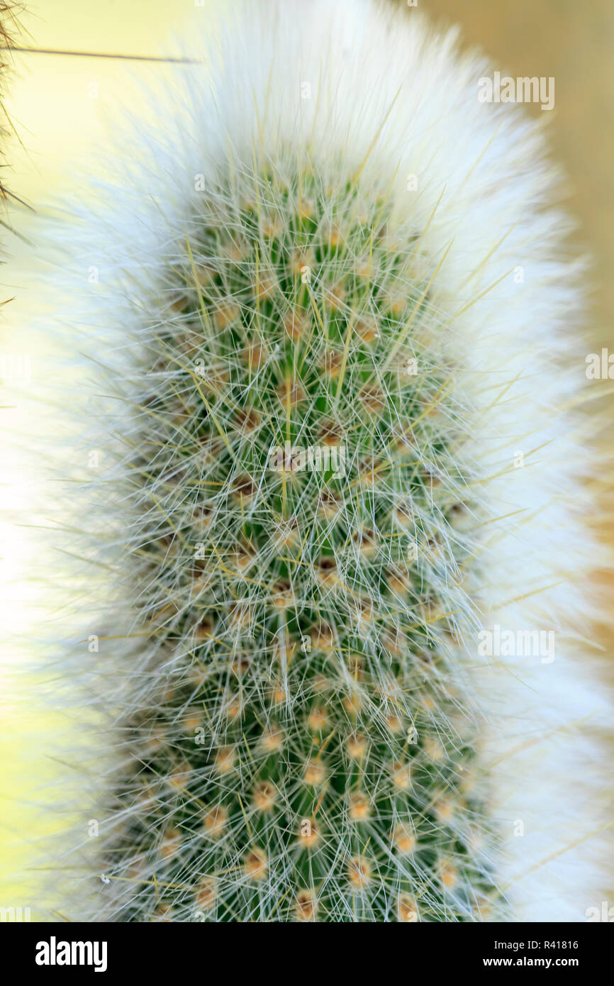 Silver Torch Cactus. Cleistocactus strausii. Native to Bolivia and Argentina. Cultivated in a garden in Seattle, Washington State. Stock Photo