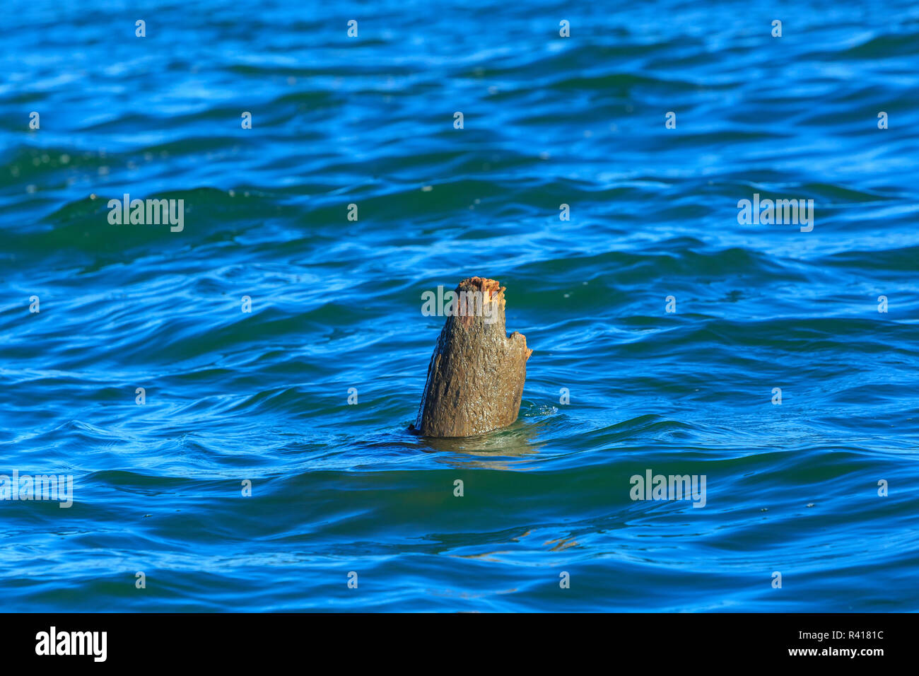 Deadhead, large floating log a real danger to boats, San Juan Islands