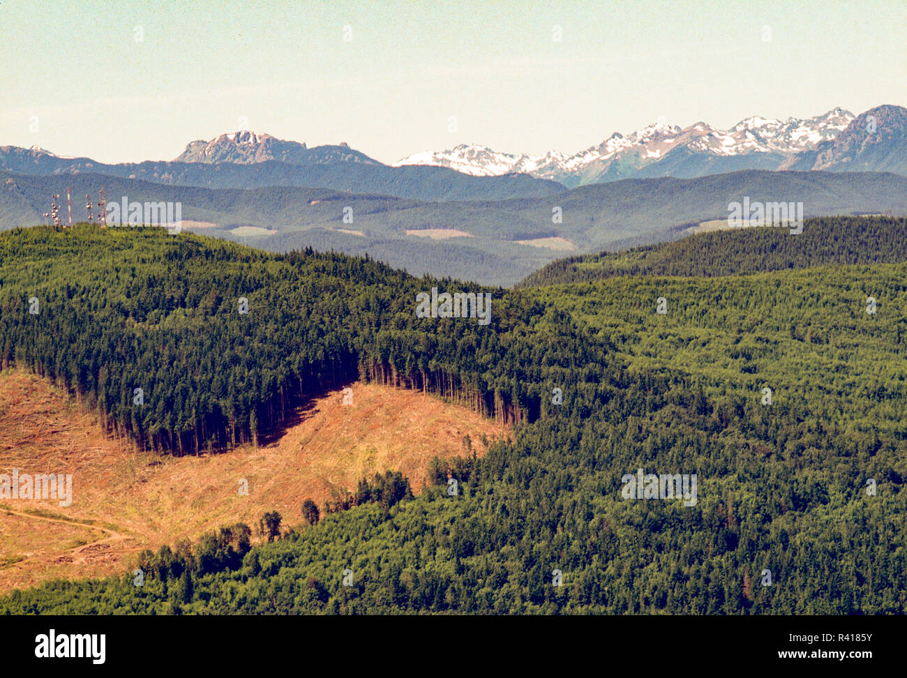 Clearcut near the border of Olympic National Park, Washington State