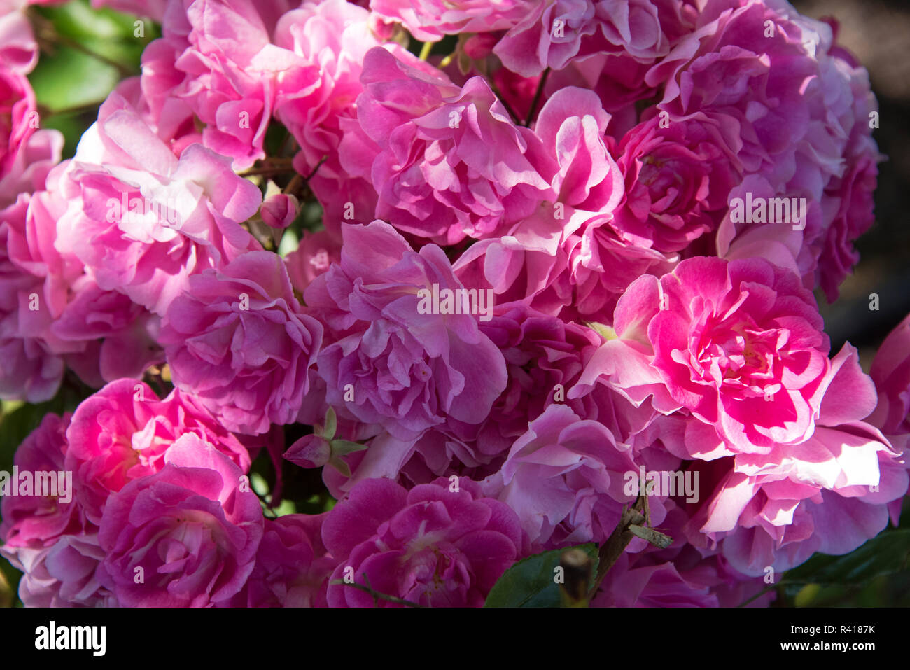 USA, Washington State. Colorful blooming roses in dappled light Stock