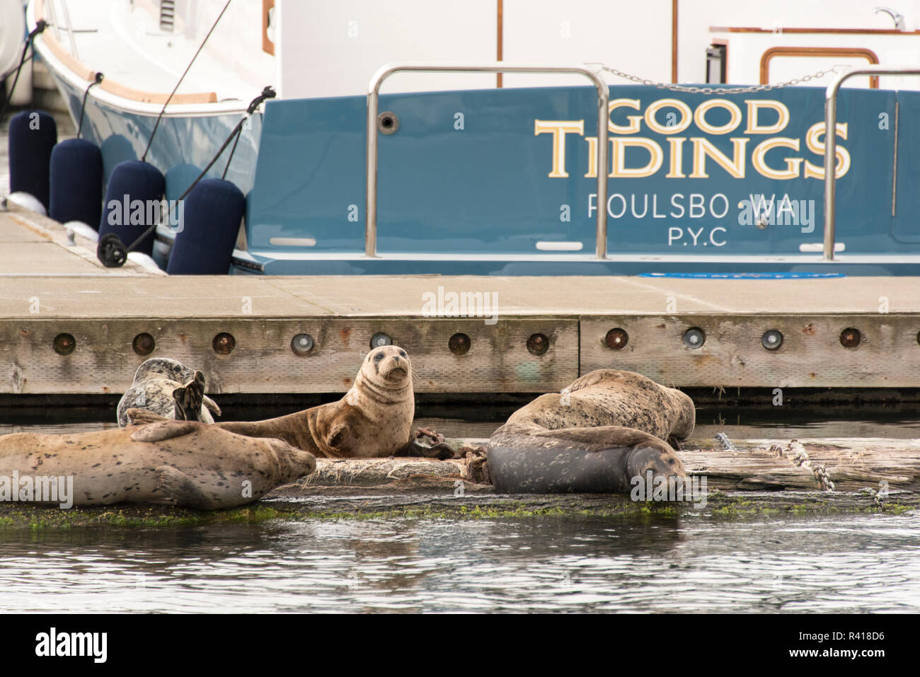 Poulsbo harbor seal hauled hi-res stock photography and images - Alamy