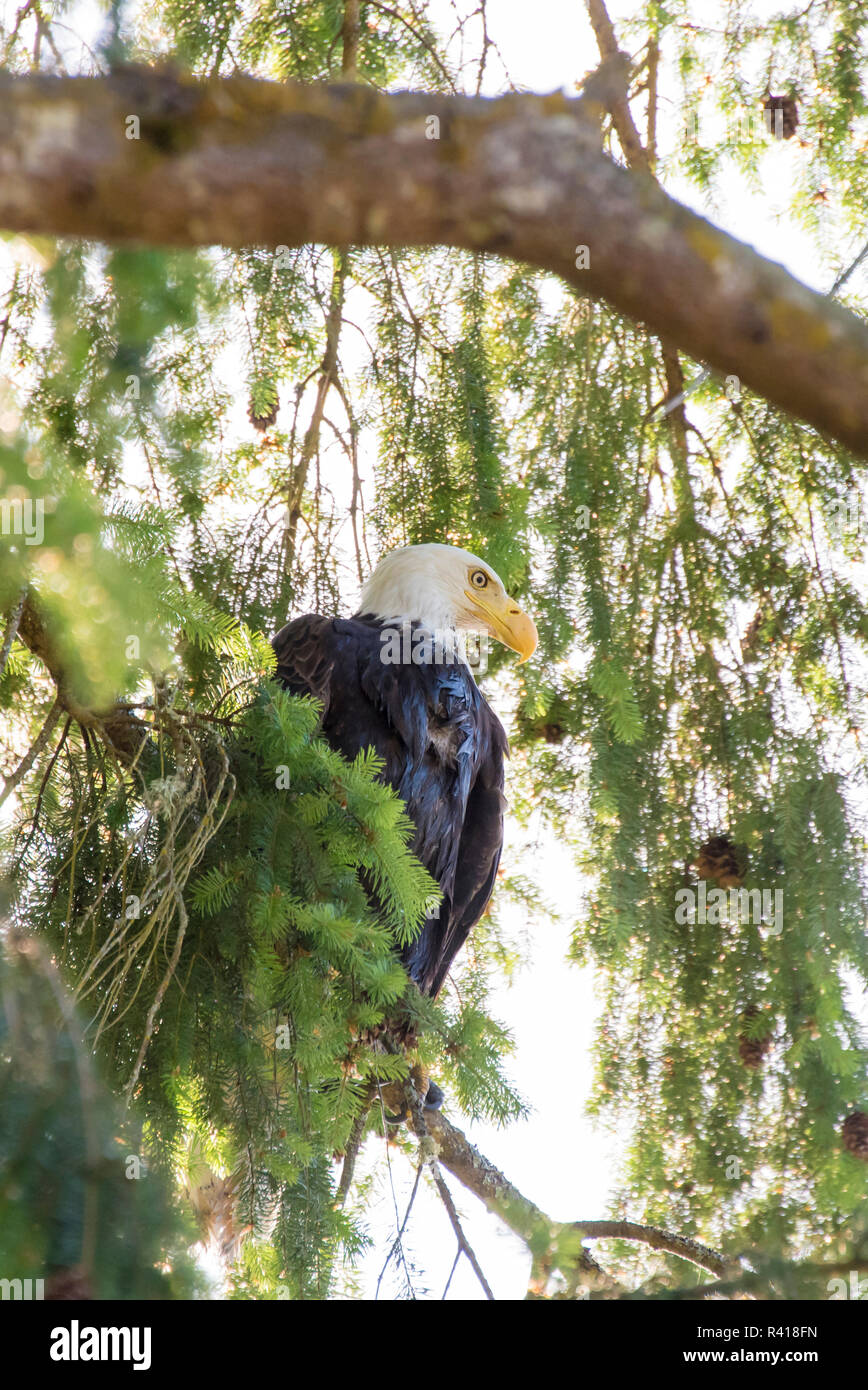 Puget sound bald eagle hi-res stock photography and images - Alamy