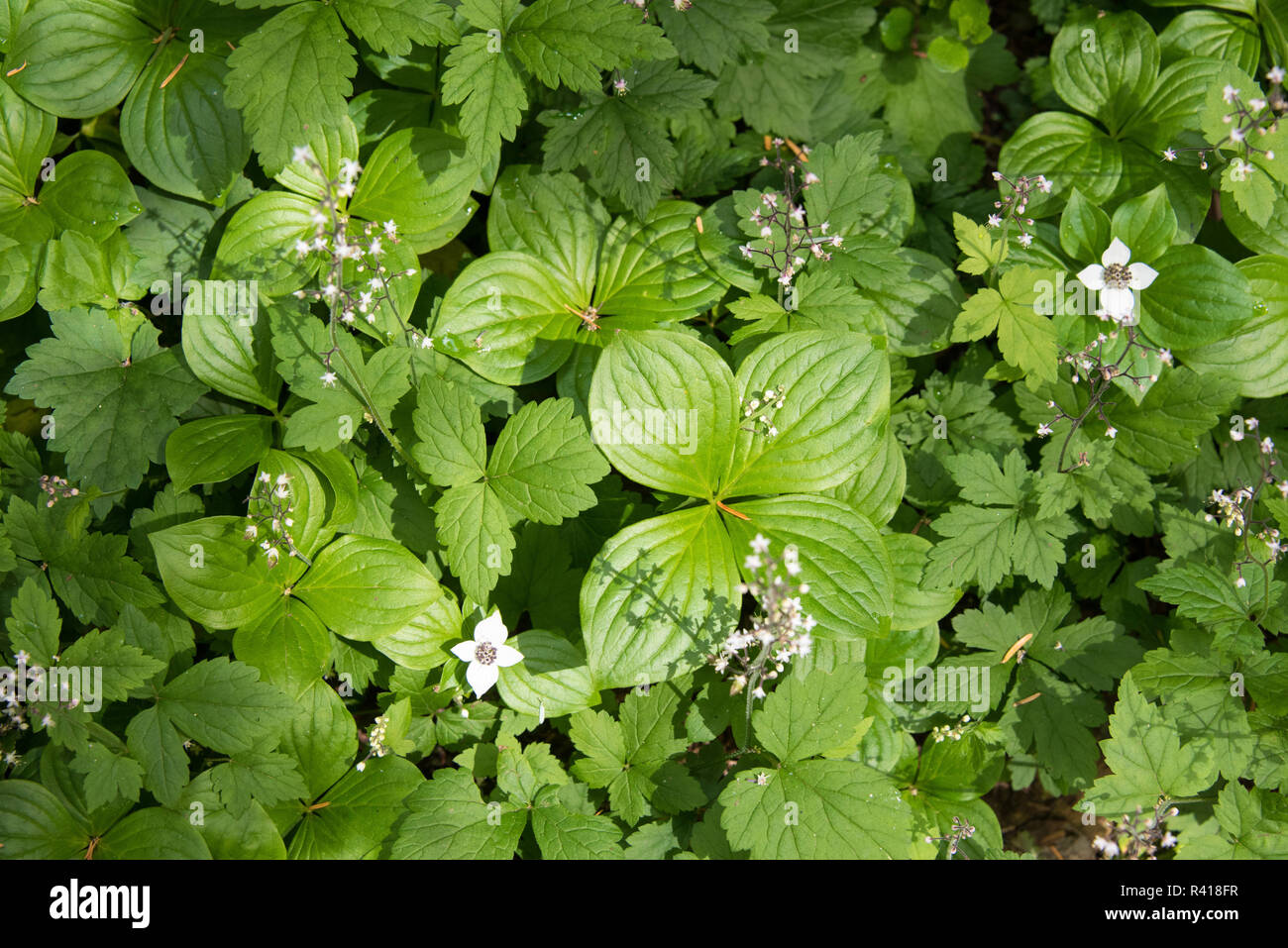 USA, Washington State, Olympic National Forest, Buckhorn Wilderness. Lush growth of Bunchberry and Foam flower trailside Stock Photo