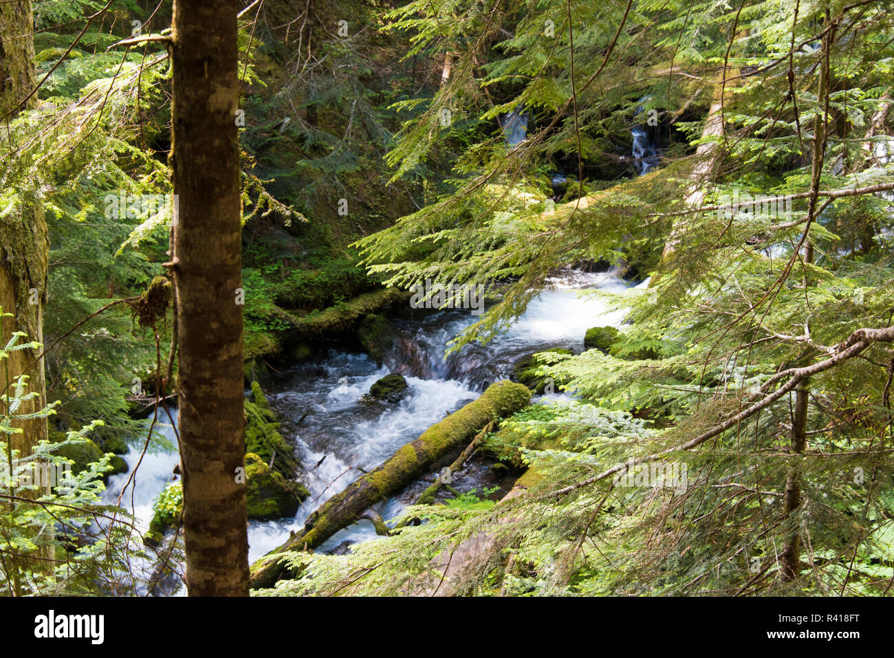 USA, Washington State, Olympic National Forest, Buckhorn Wilderness