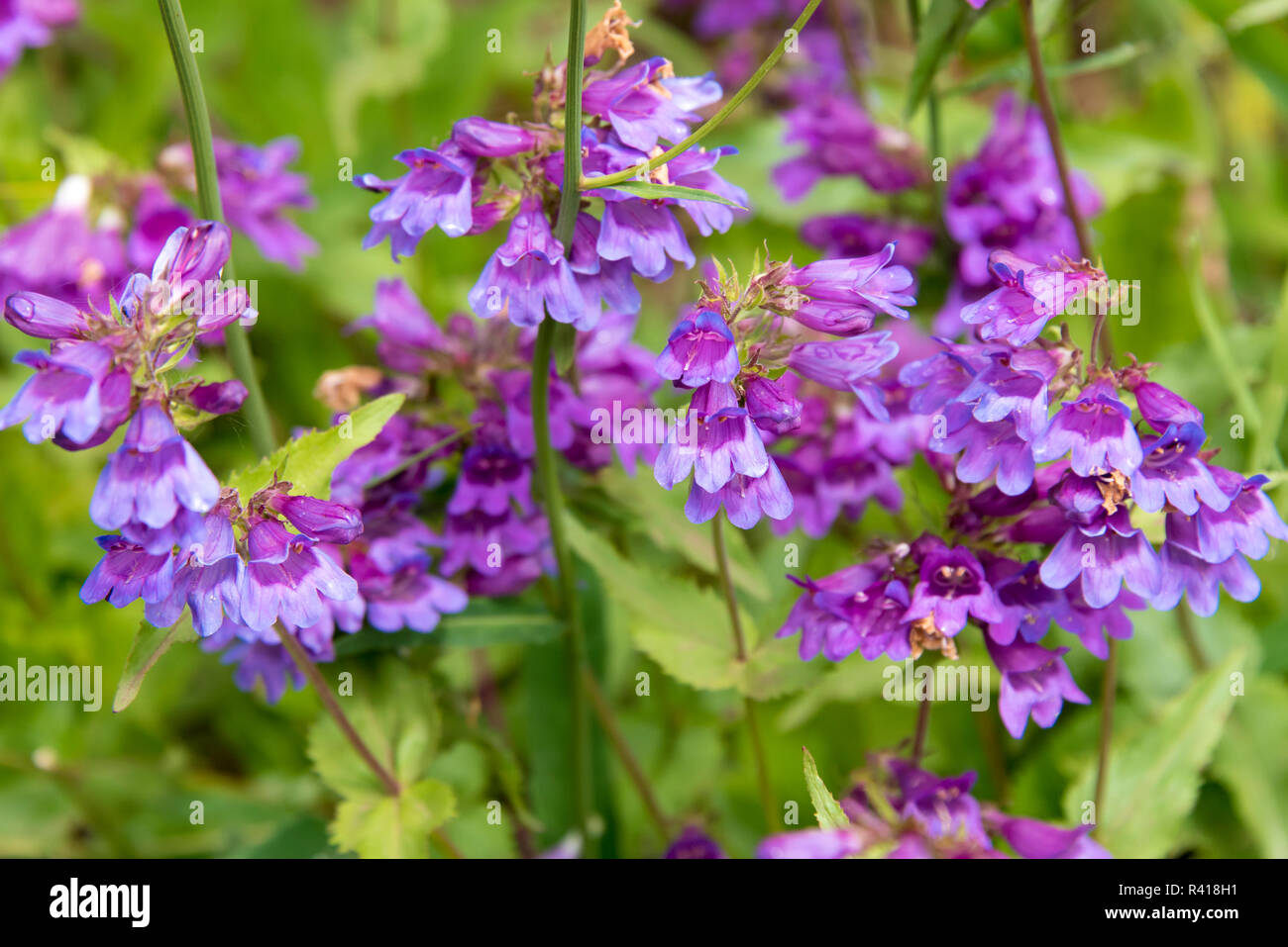 USA, Washington State, Olympic National Forest. Penstemon showy flowers on Mt. Townsend trail Stock Photo