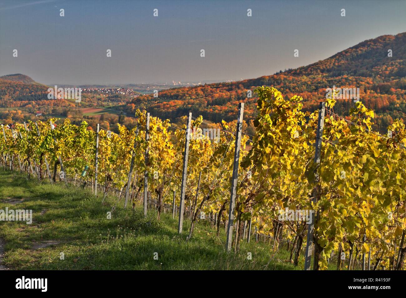 vineyards in autumn Stock Photo