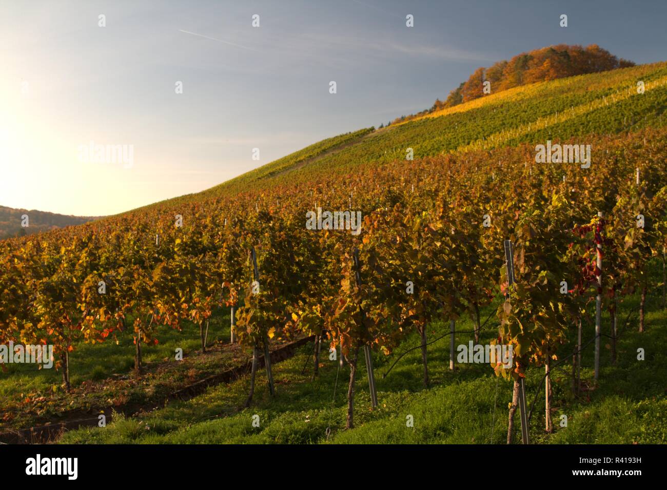 vineyards in autumn Stock Photo
