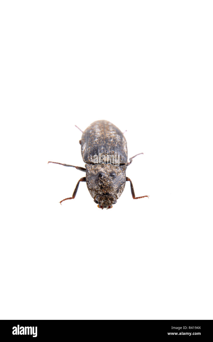 Black bug on a white background Stock Photo