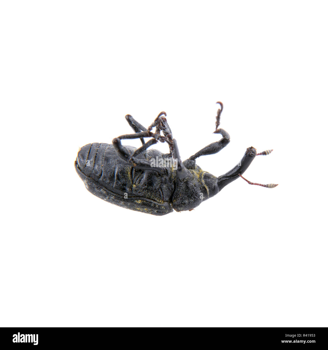 Black bug on a white background Stock Photo