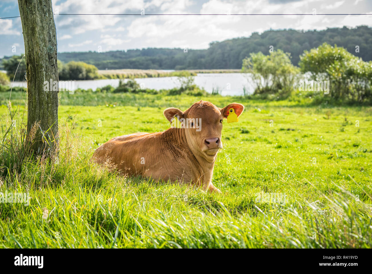 Jersey calf nose hi-res stock photography and images - Alamy