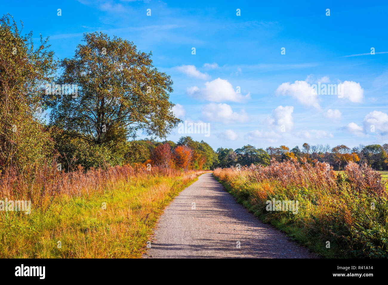 Colorful trees by a trail Stock Photo - Alamy