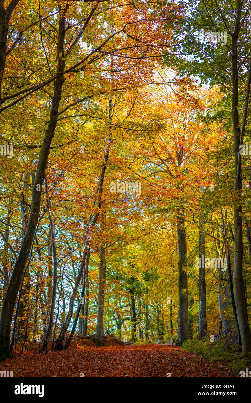 Tall trees in a forest hi-res stock photography and images - Alamy