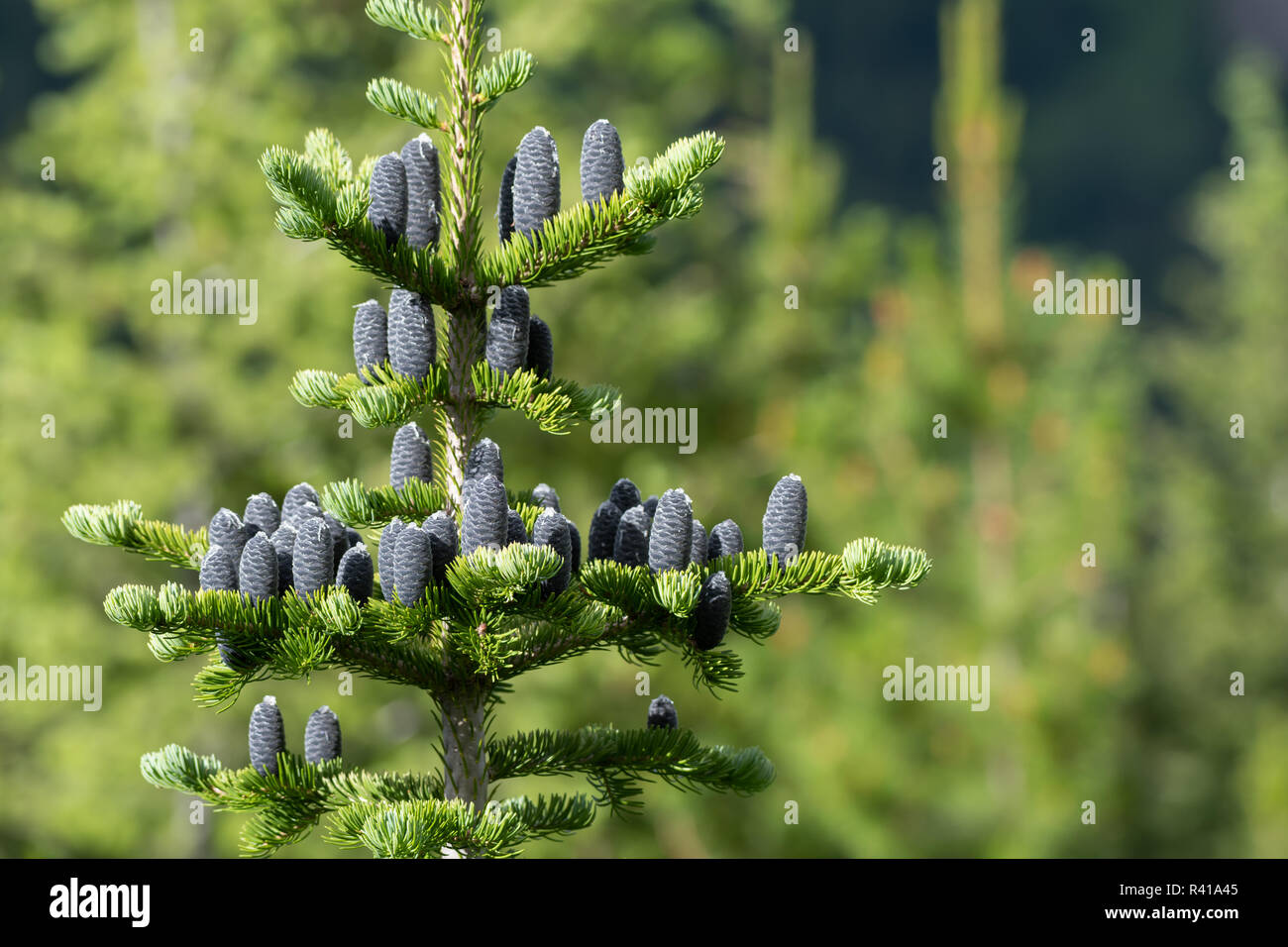 Multiple Black Pine Cones On Pine Tree with selective focus Stock Photo