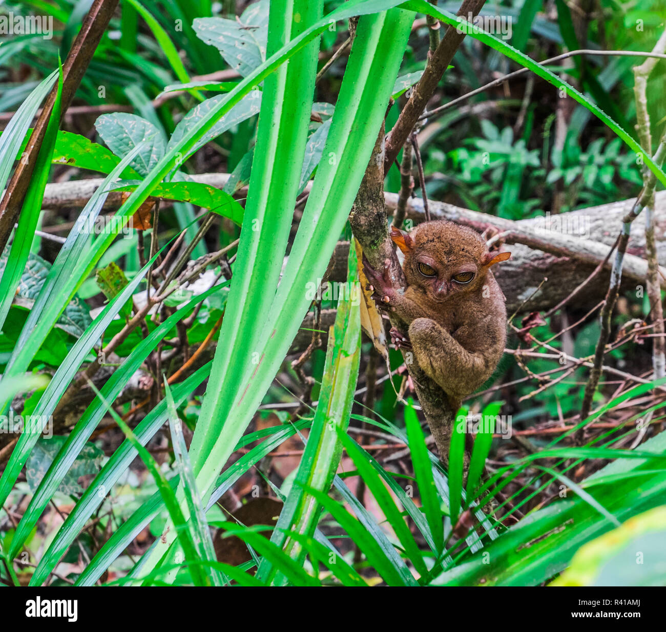 Tarsier in the jungle Stock Photo - Alamy