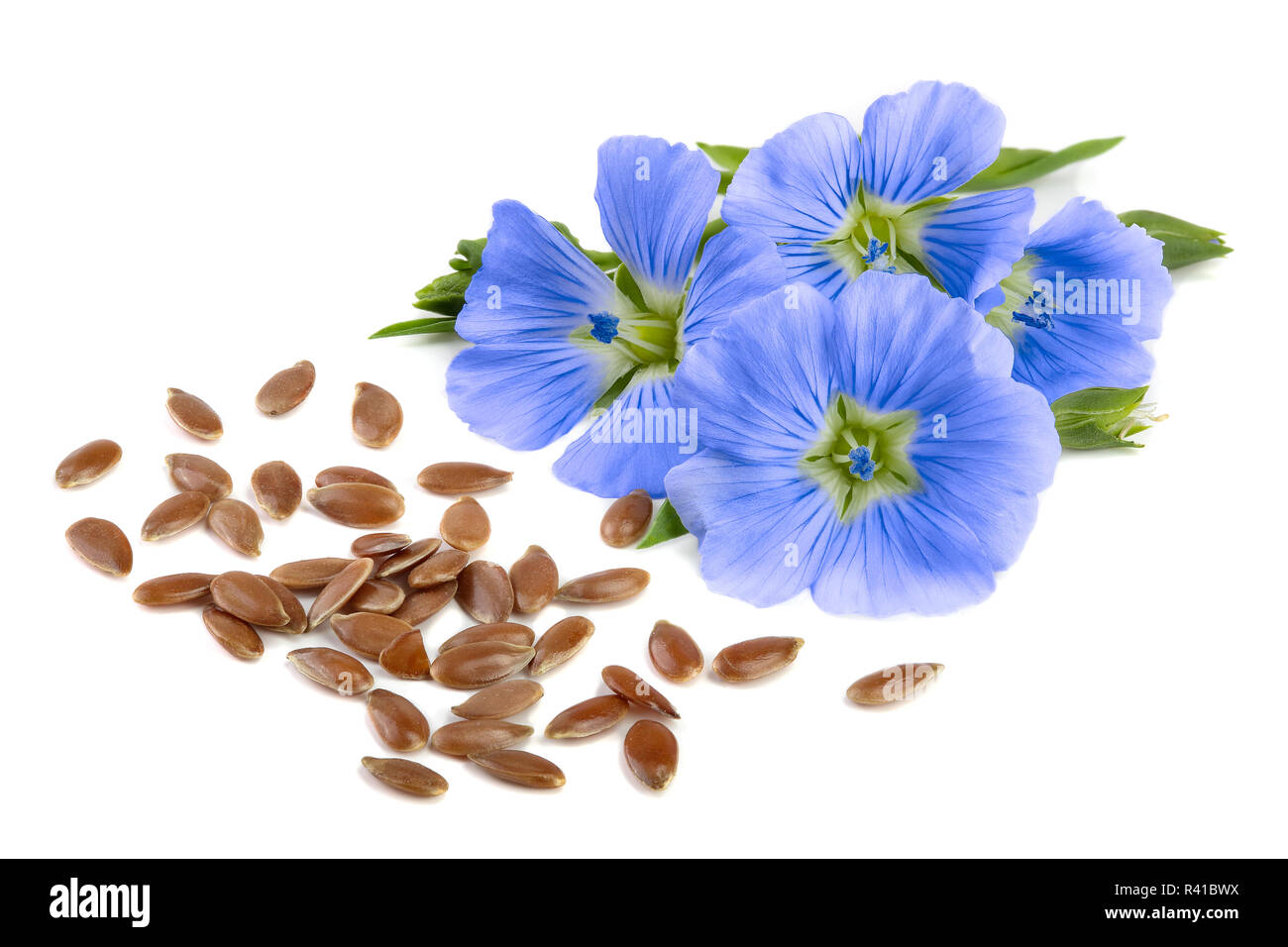 Flaxseed flower hires stock photography and images Alamy