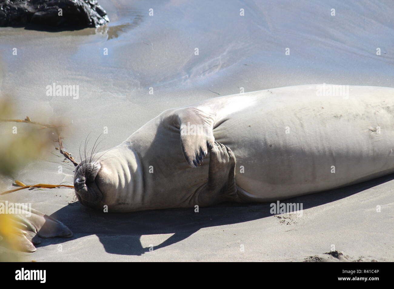 Seeelefant relaxen am Sandstrand Westküste der USA Stock Photo