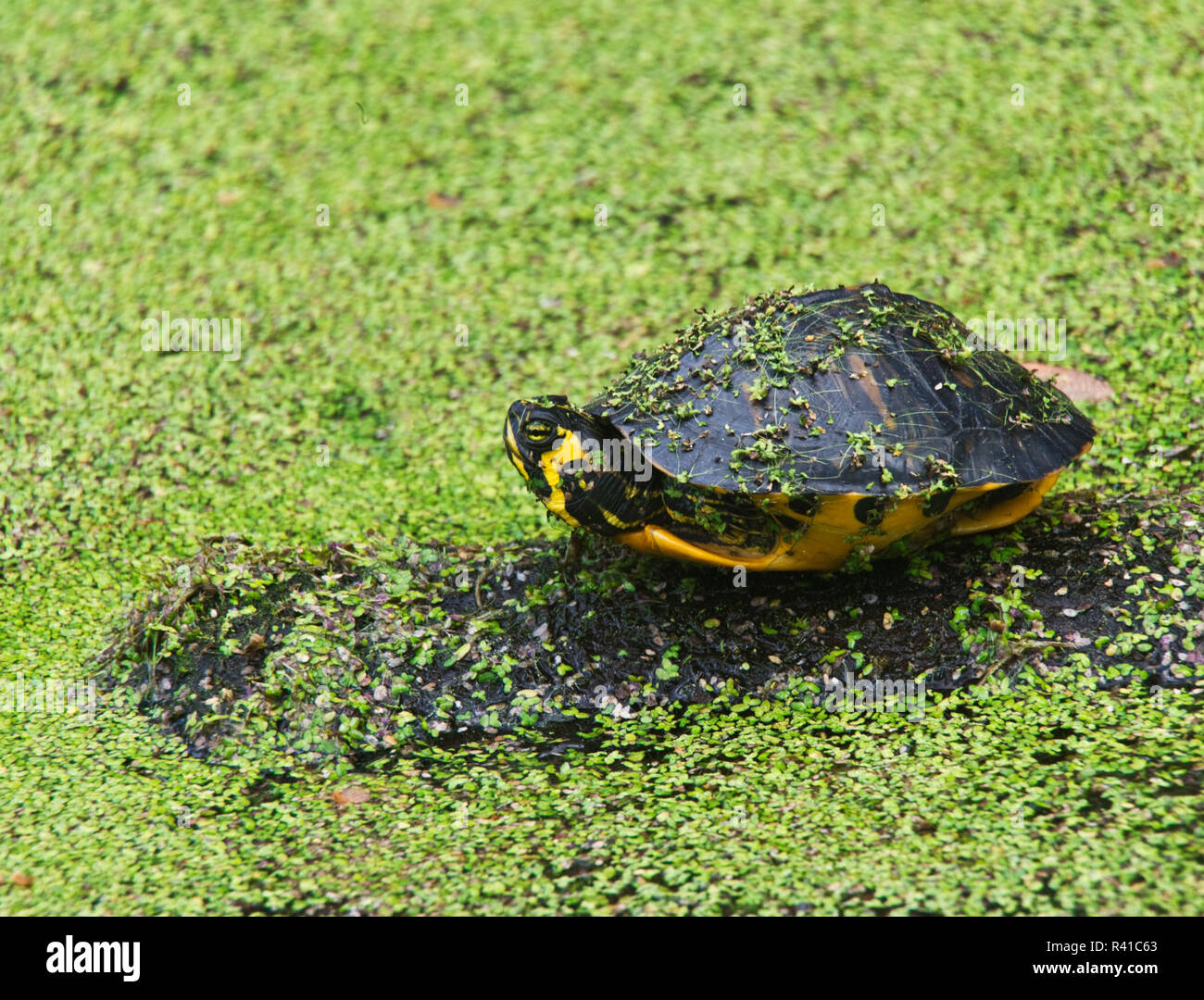 Yellow belly slider hires stock photography and images Alamy