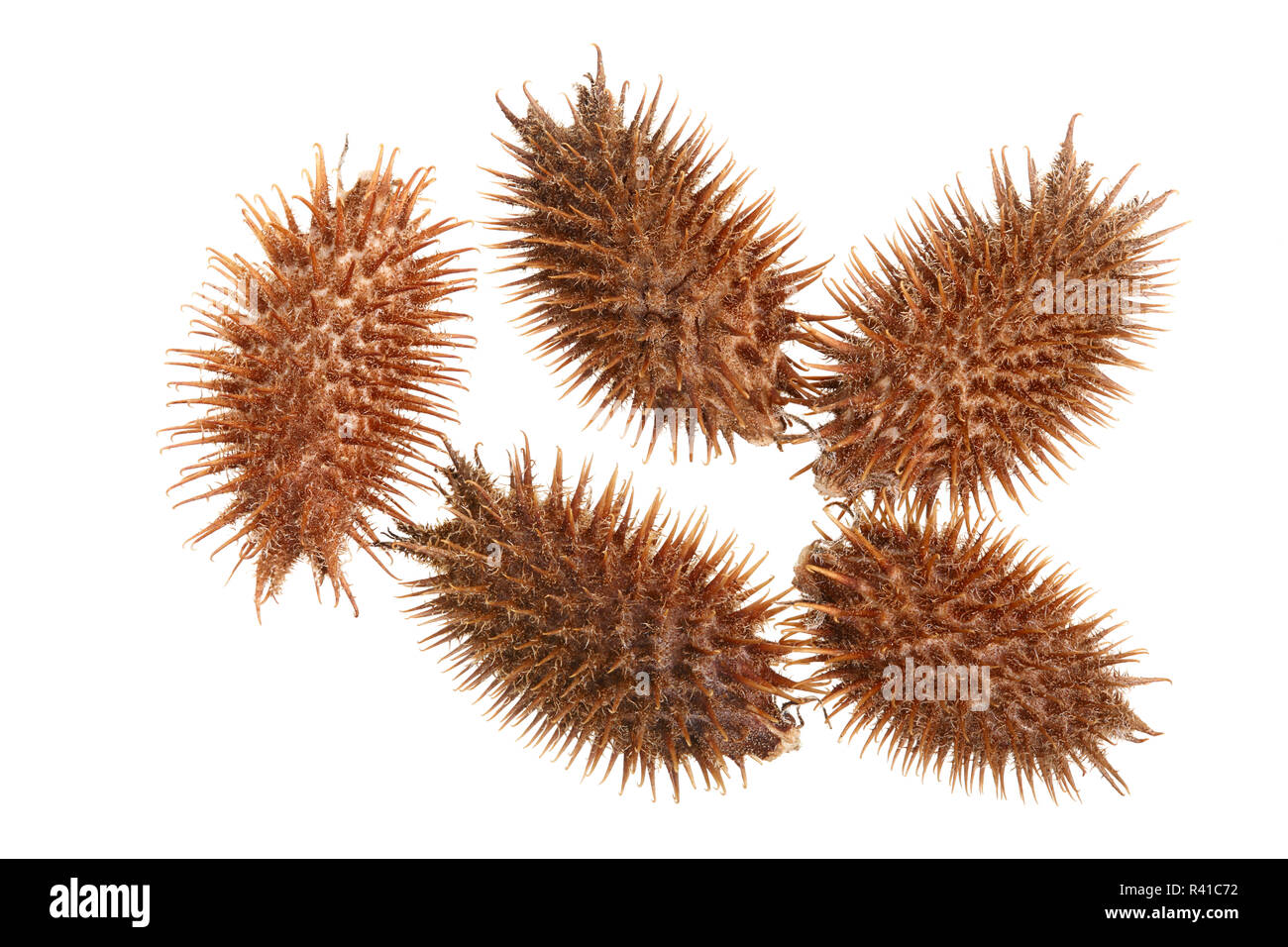 dry Xanthium strumarium isolated on white background has medicinal properties. Top view. Flat lay pattern Stock Photo