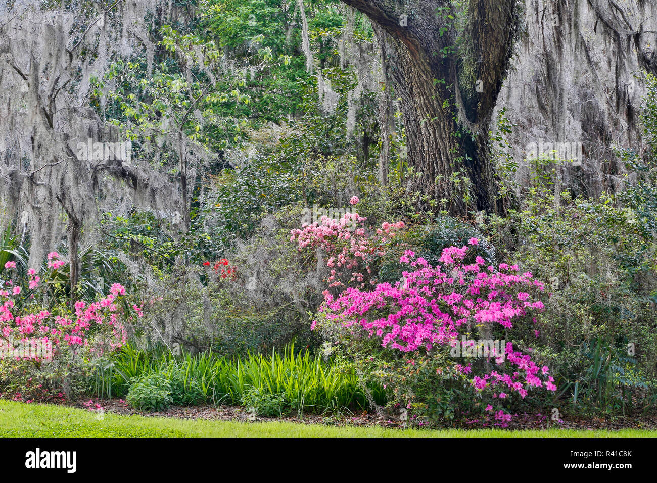 Boone hall plantation charleston hires stock photography and images