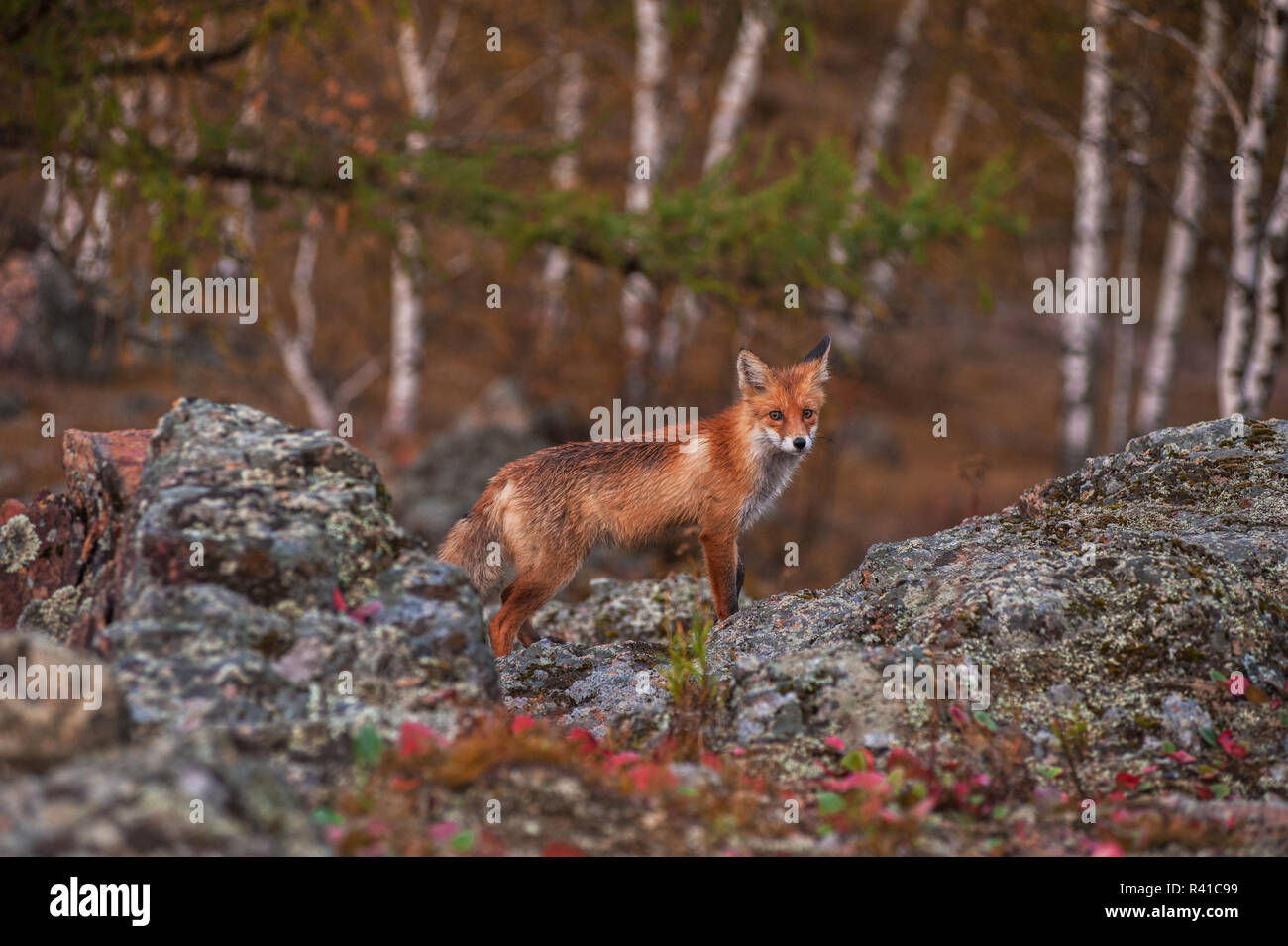 Red fox in taiga Stock Photo Alamy