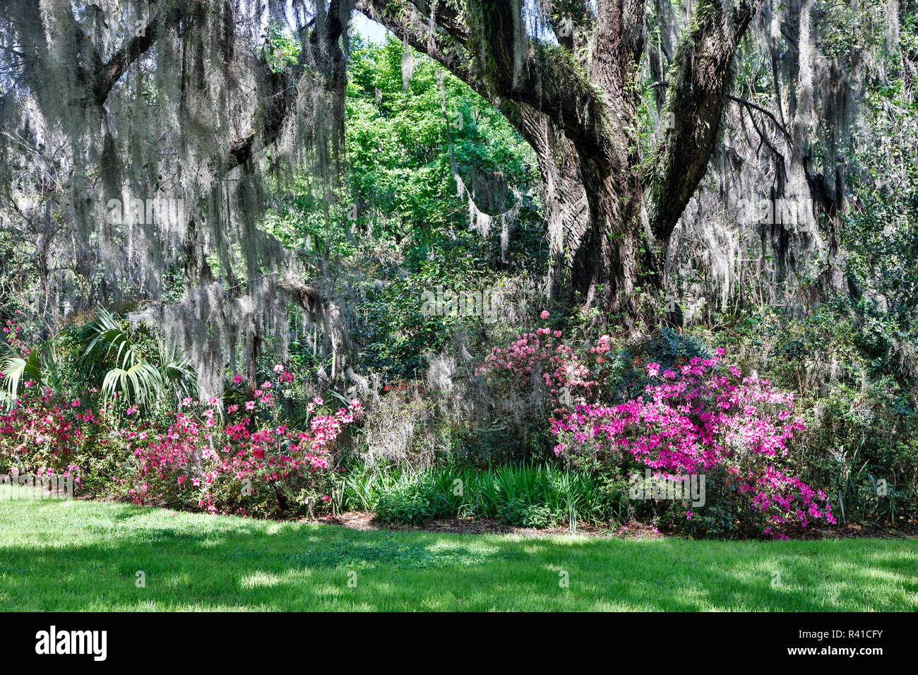 USA, North Carolina. Magnolia Plantation, moss-covered tree trunk with Azaleas Stock Photo