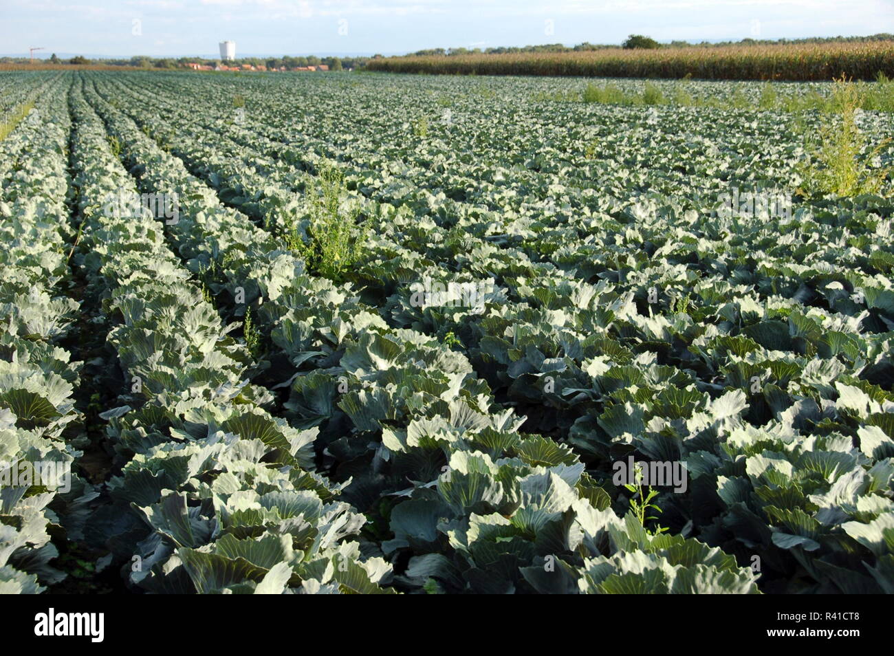 cabbage cultivation in hatzenbÃ¼hl / pfalz Stock Photo