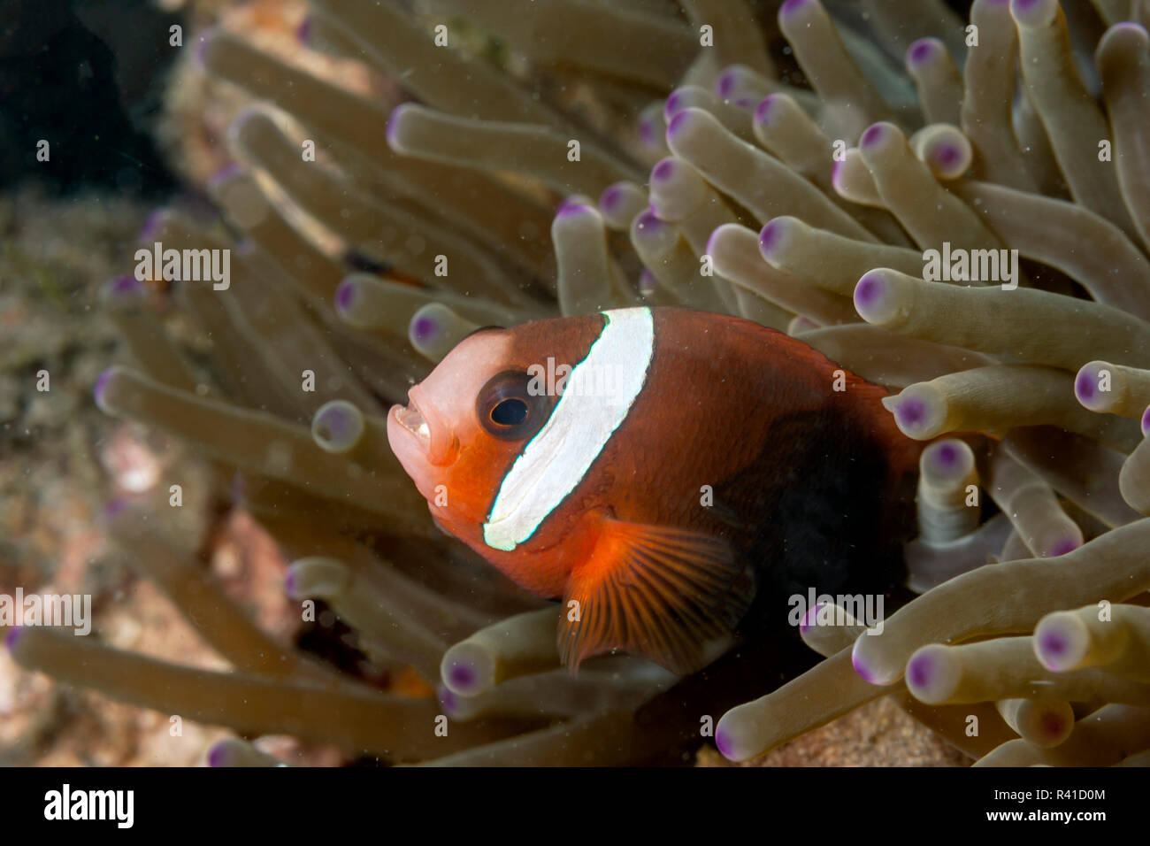 tomato clownfish,Amphiprion frenatus,is a species of marine fish in the family Pomacentridae, Stock Photo