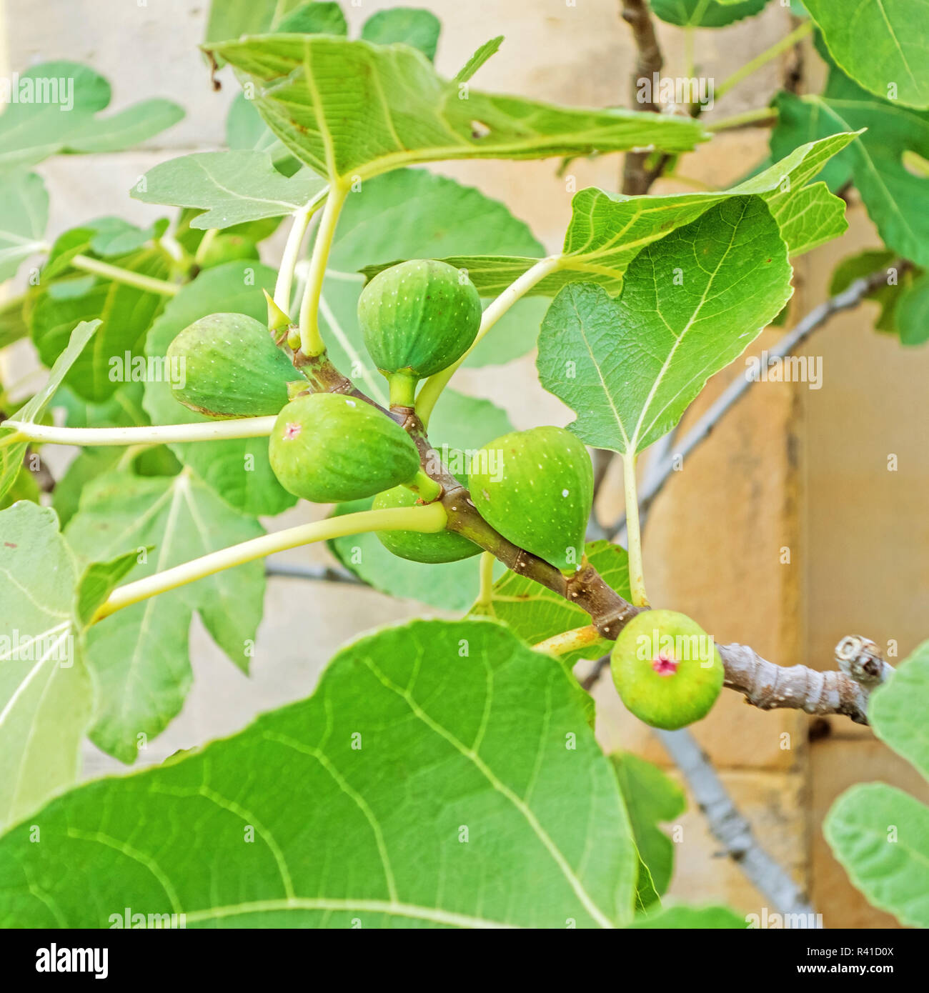 Green raw figs on fig tree Stock Photo Alamy