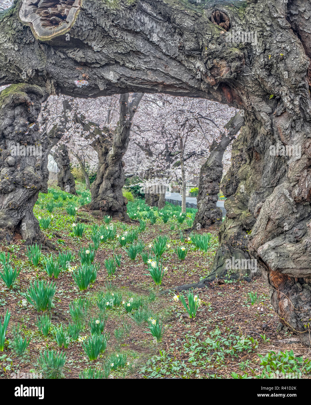 Central Park, Manhattan, New York City in spring Stock Photo - Alamy