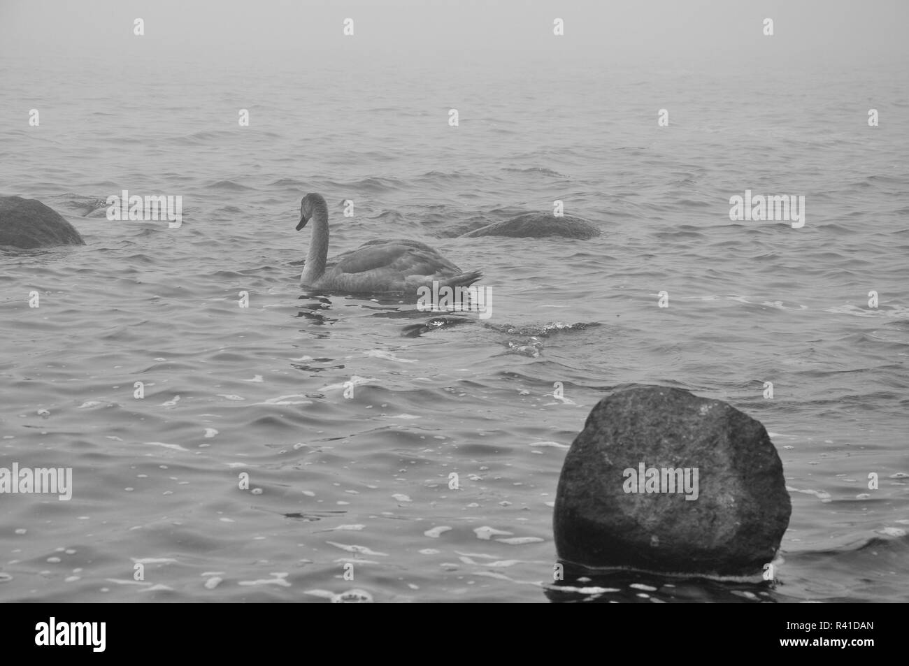 Baltic sea environment Black and White Stock Photos & Images - Alamy