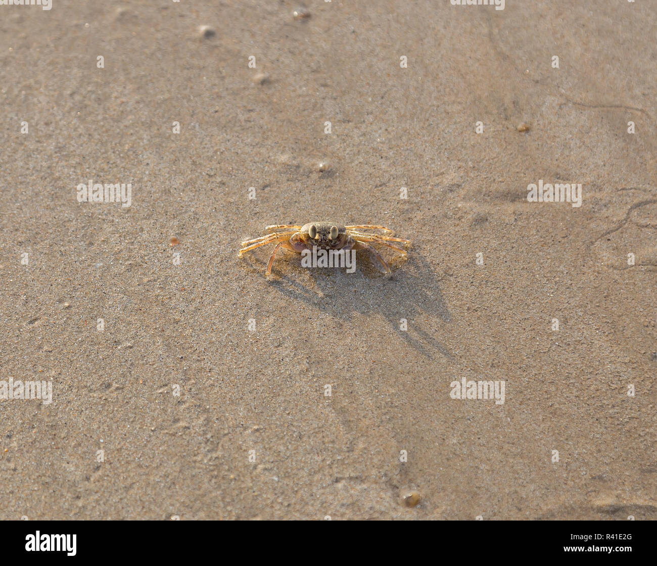 crab on the sandy beach Stock Photo