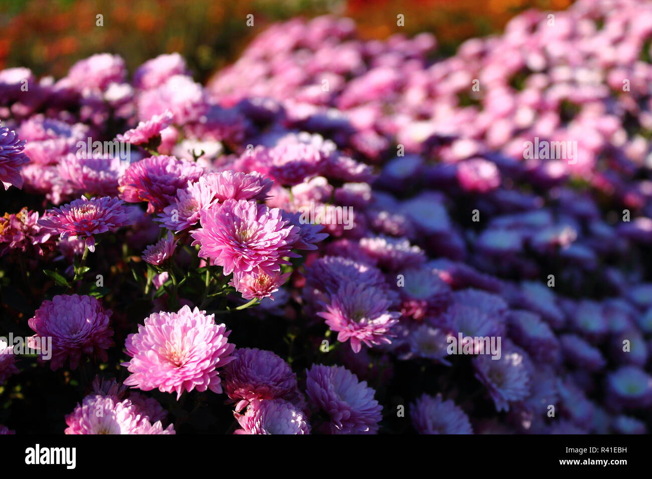 Plants with purple flowers hi-res stock photography and images - Alamy